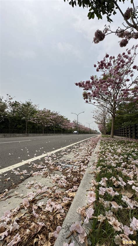 高速公路旁的白花|白花綻放高速路邊